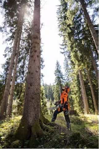 STIHL MS 462 C-M | Professional Saws