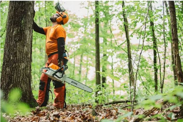 STIHL MS 462 C-M | Professional Saws